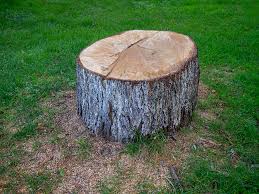 Best Tree Removal  in Urbana, IL