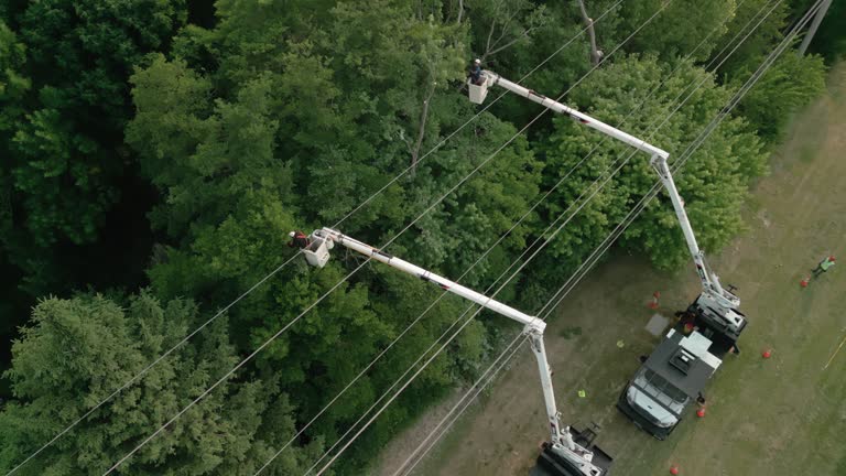 How Our Tree Care Process Works  in  Urbana, IL