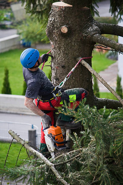 Best Lawn Pest Prevention  in Urbana, IL