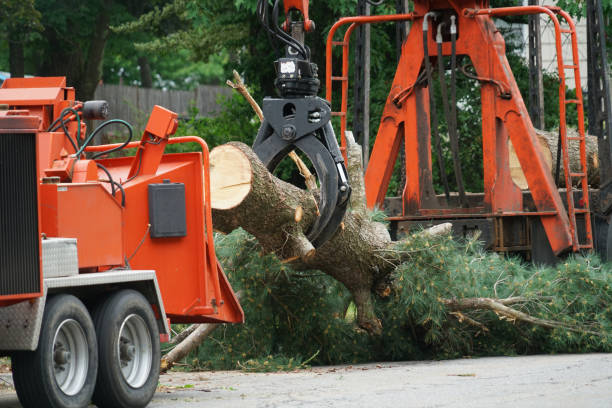 Best Tree Trimming and Pruning  in Urbana, IL