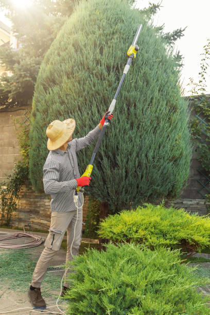 Best Tree Risk Assessment  in Urbana, IL
